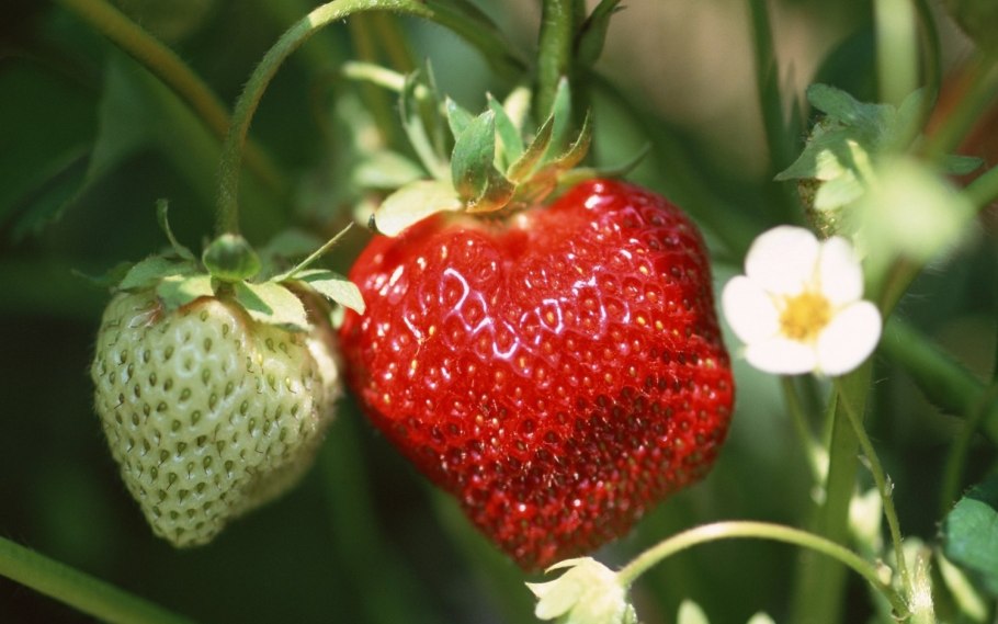 Ракша Земляничная Поляна