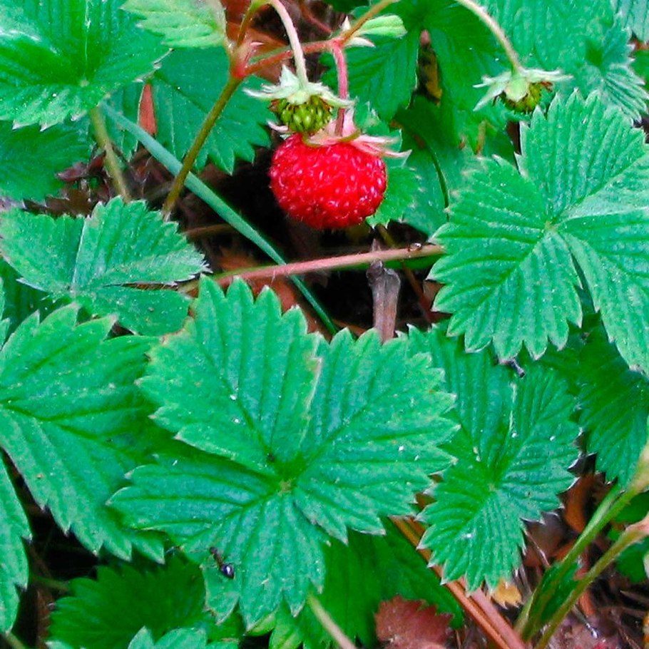Земляника Лесная (Fragaria vesca)
