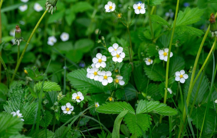 Земляника мускусная, Лесная клубника.