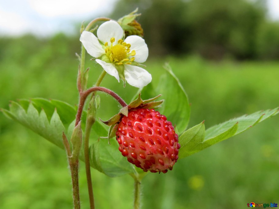 Земляника Деметра