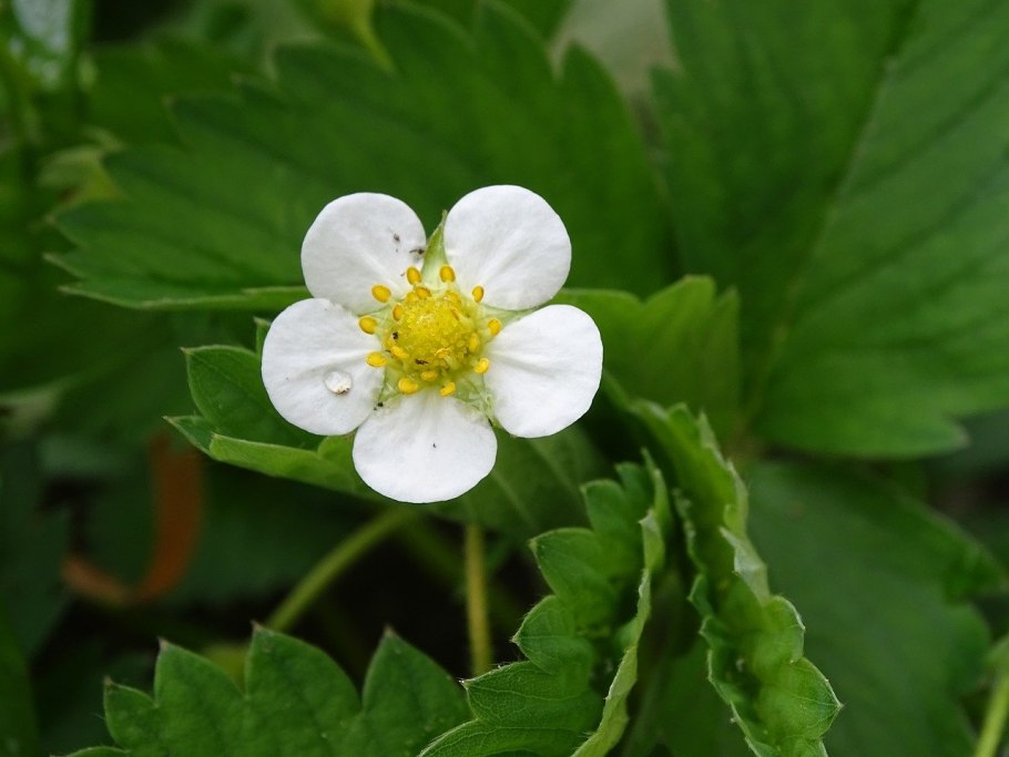Strawberry Flower