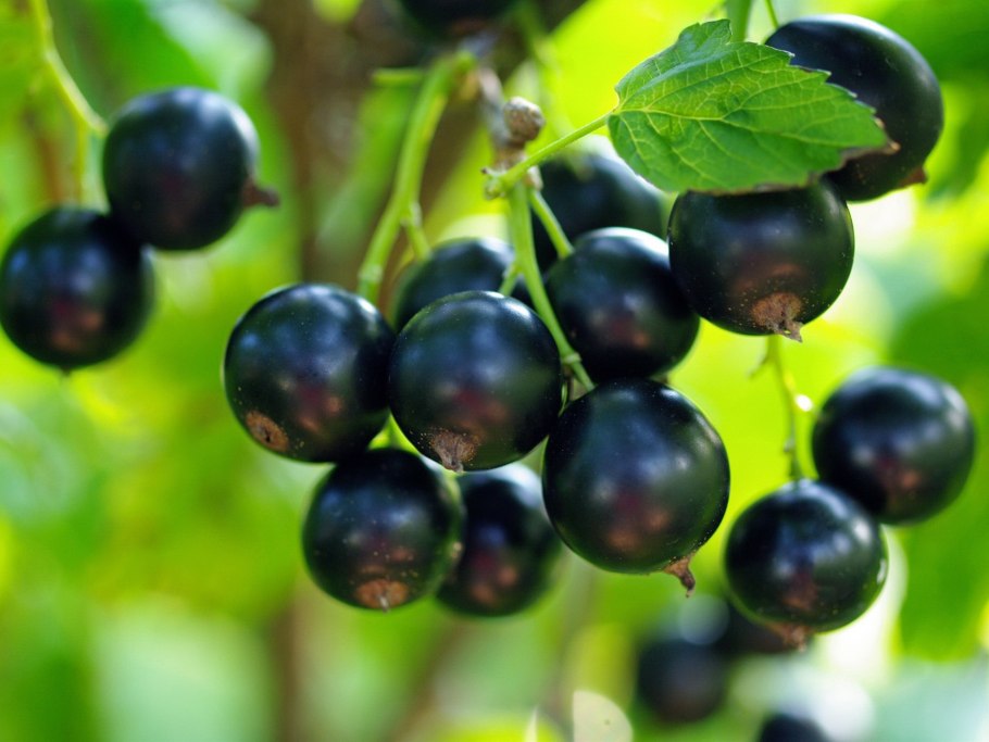 Смородина чёрная