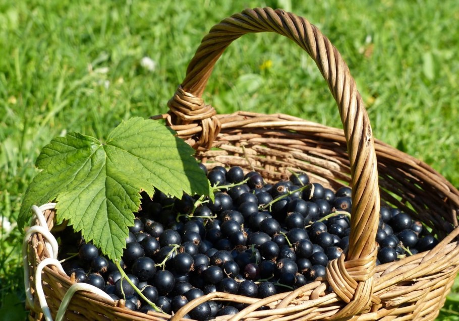 Черная смородина красивая