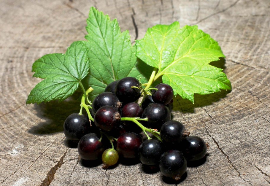 Смородина черная (ribes nigrum l.)