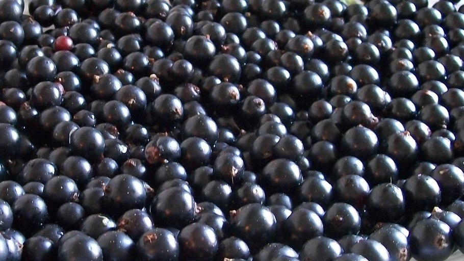 Смородина «Джон Хорван