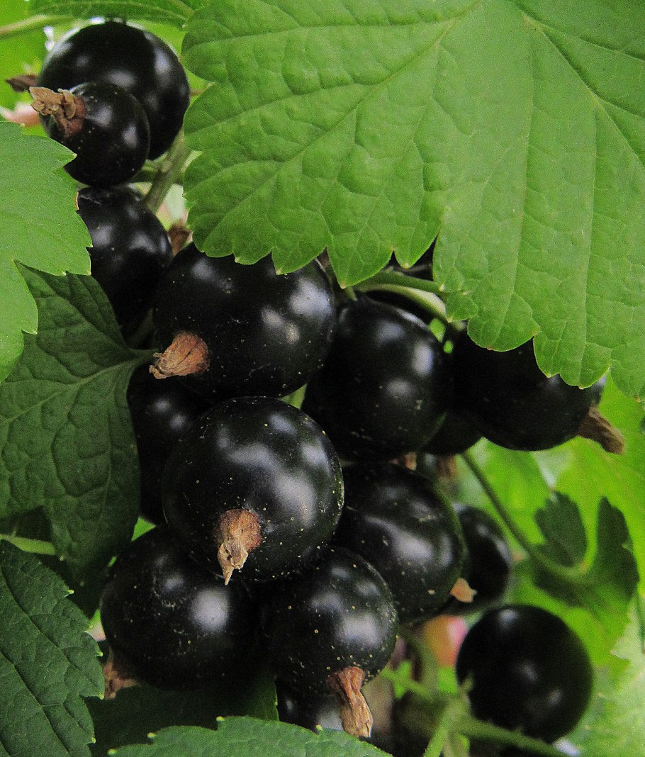 Смородина чёрная