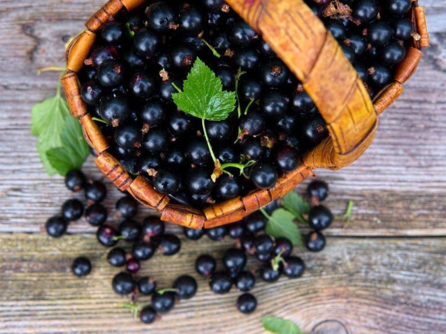 Черная смородина