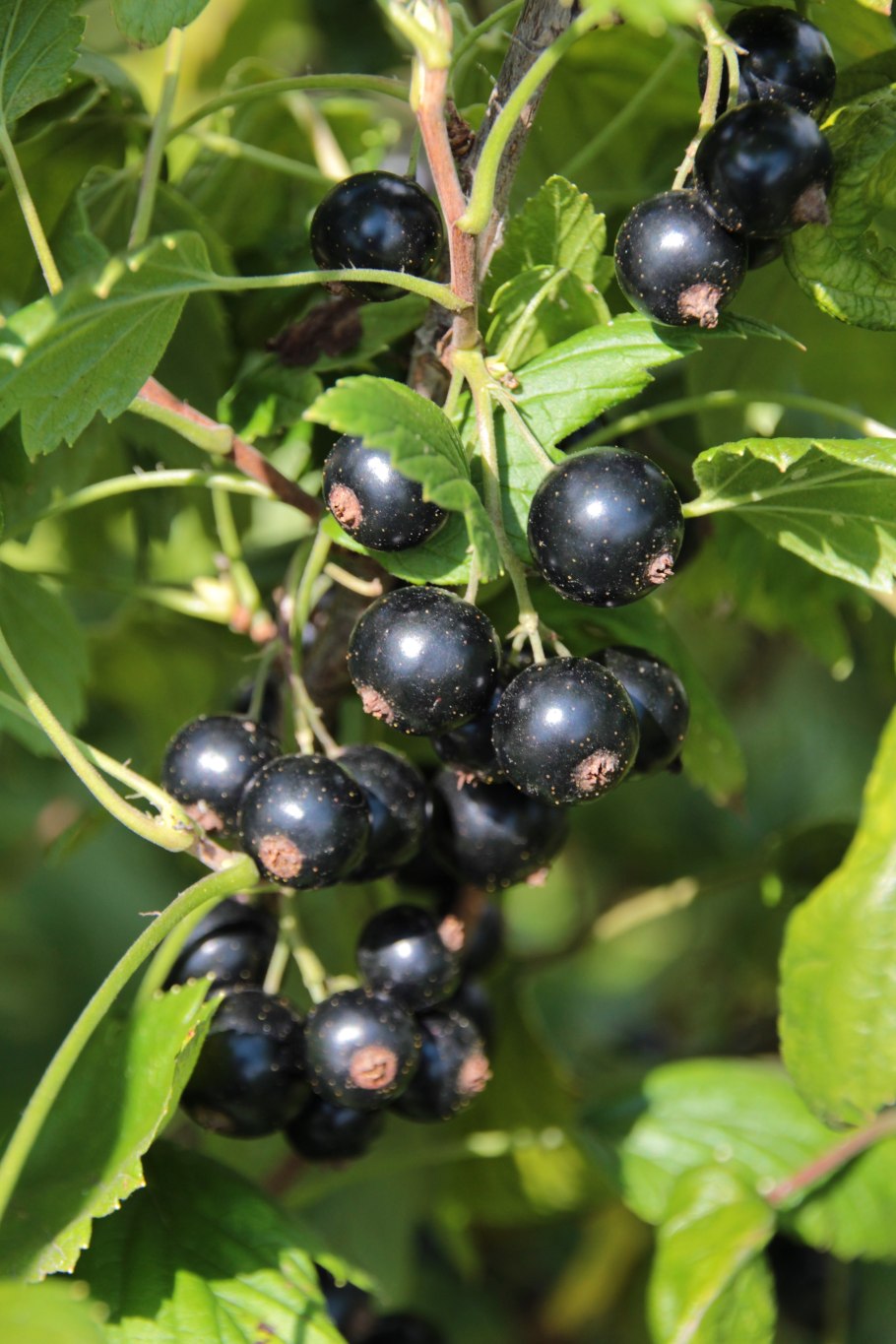 Черная и красная смородина