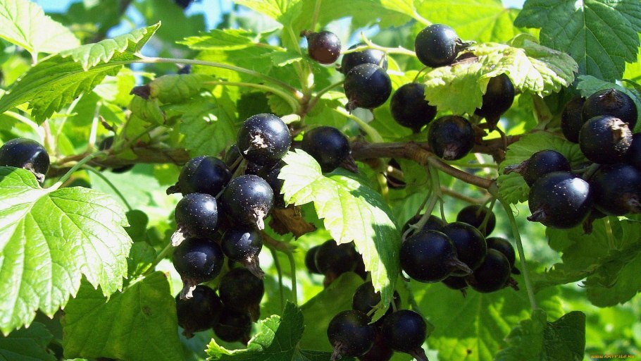 Черная смородина (ribes)