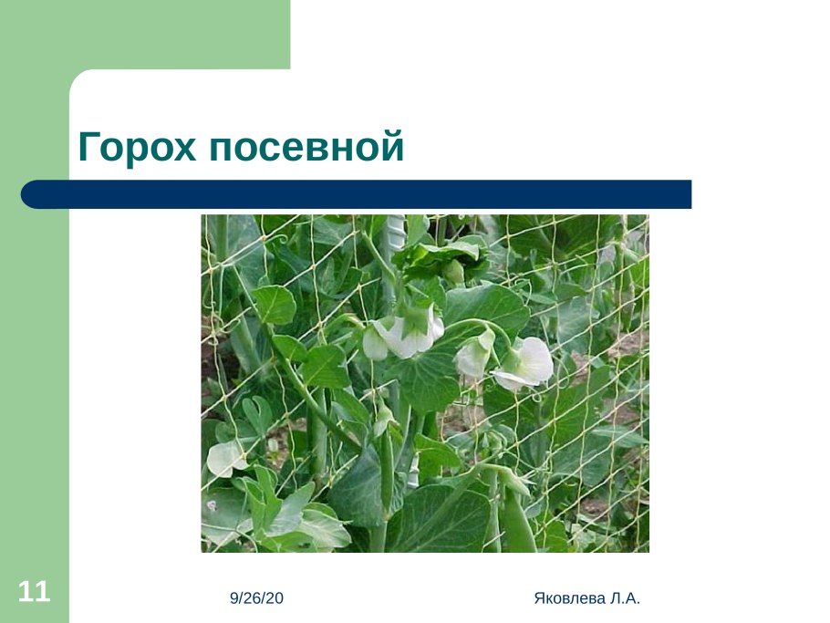 Фазы роста бобовых культур