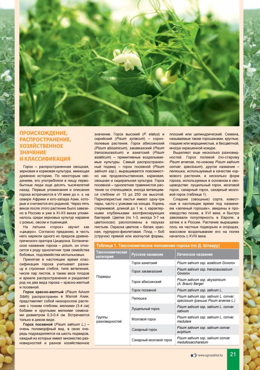 Признаки гороха посевного