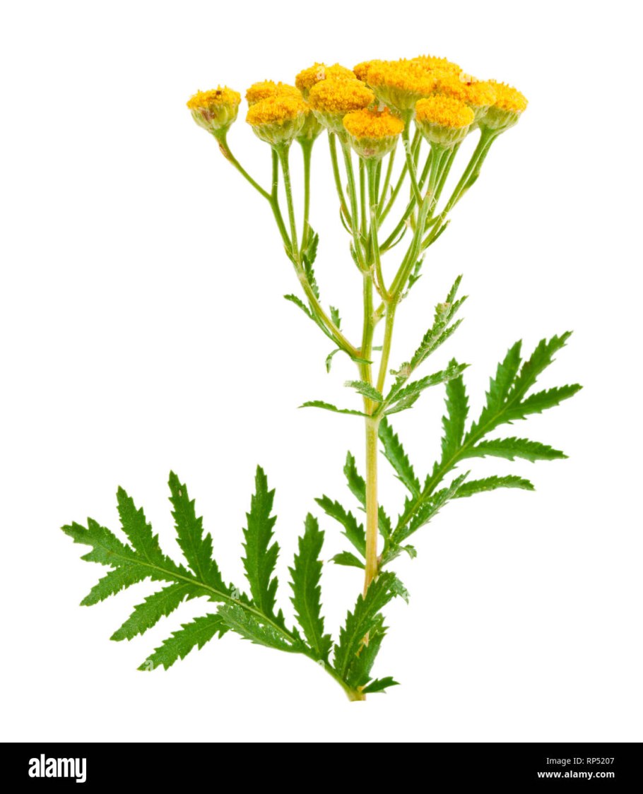 Пижма акварель