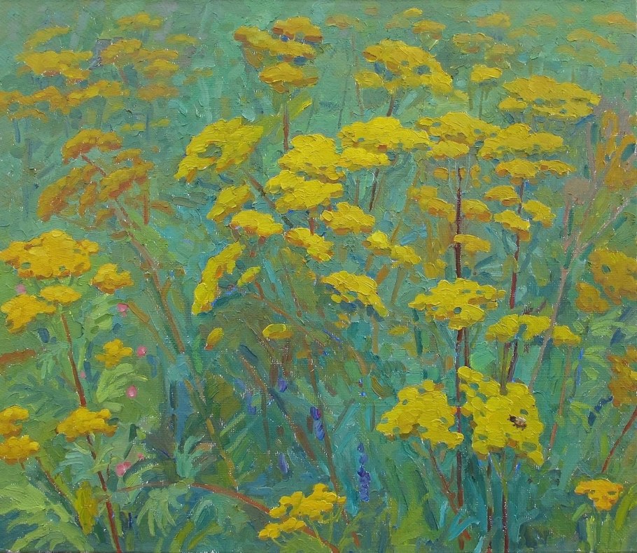 Тысячелистник обыкновенный Ботанический рисунок