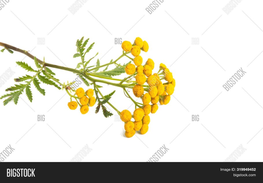 Пижма акварель