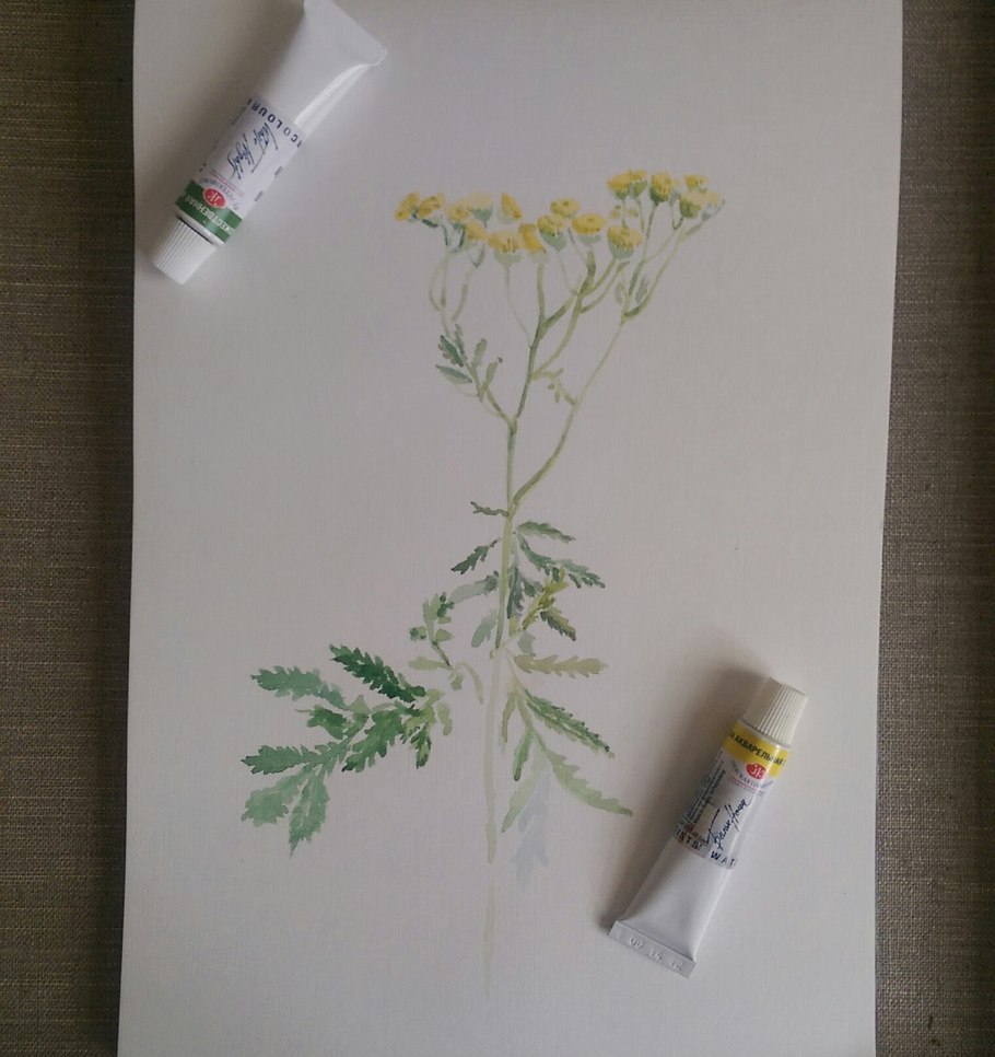 Tansy цветок