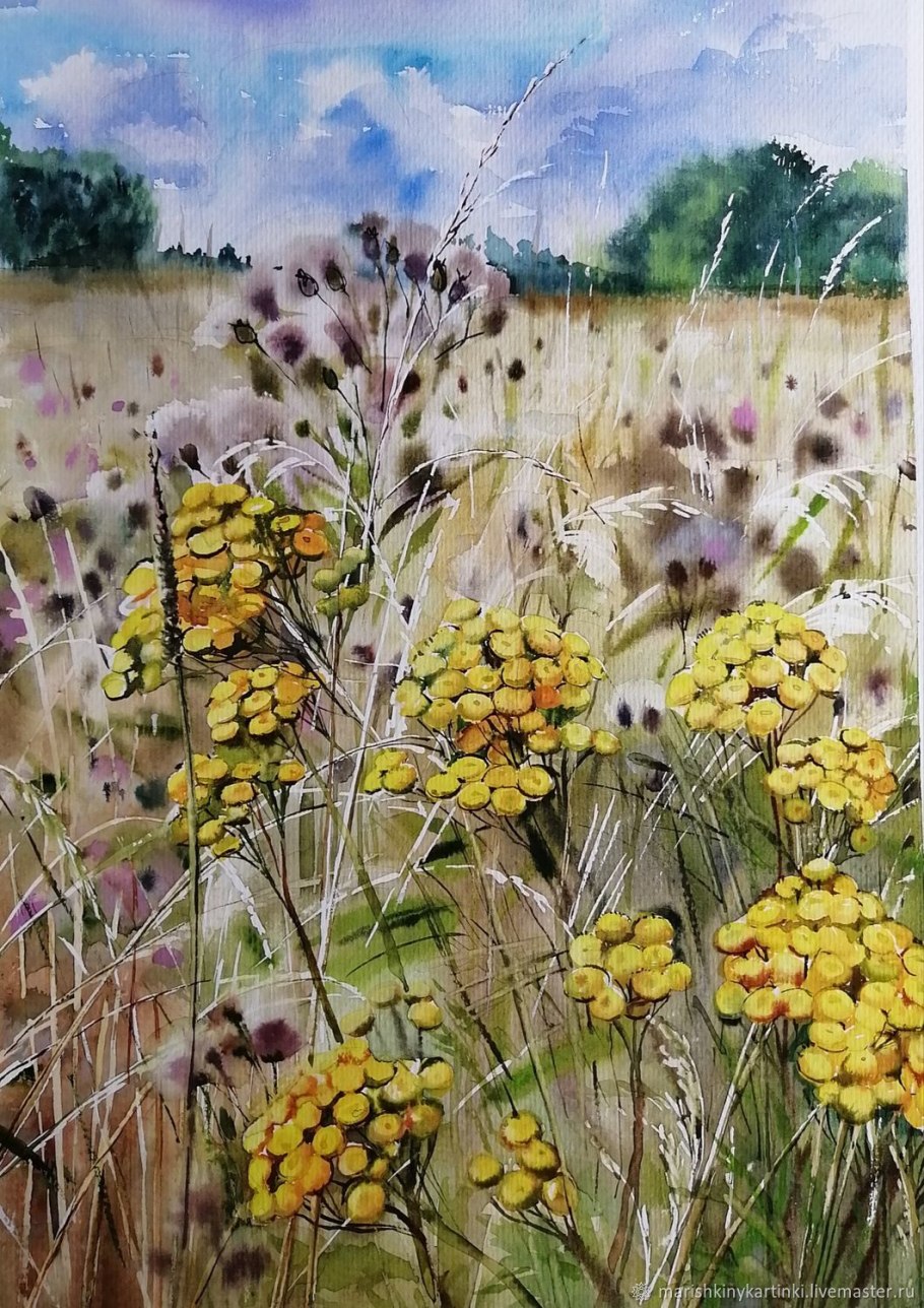 Пижма акварель