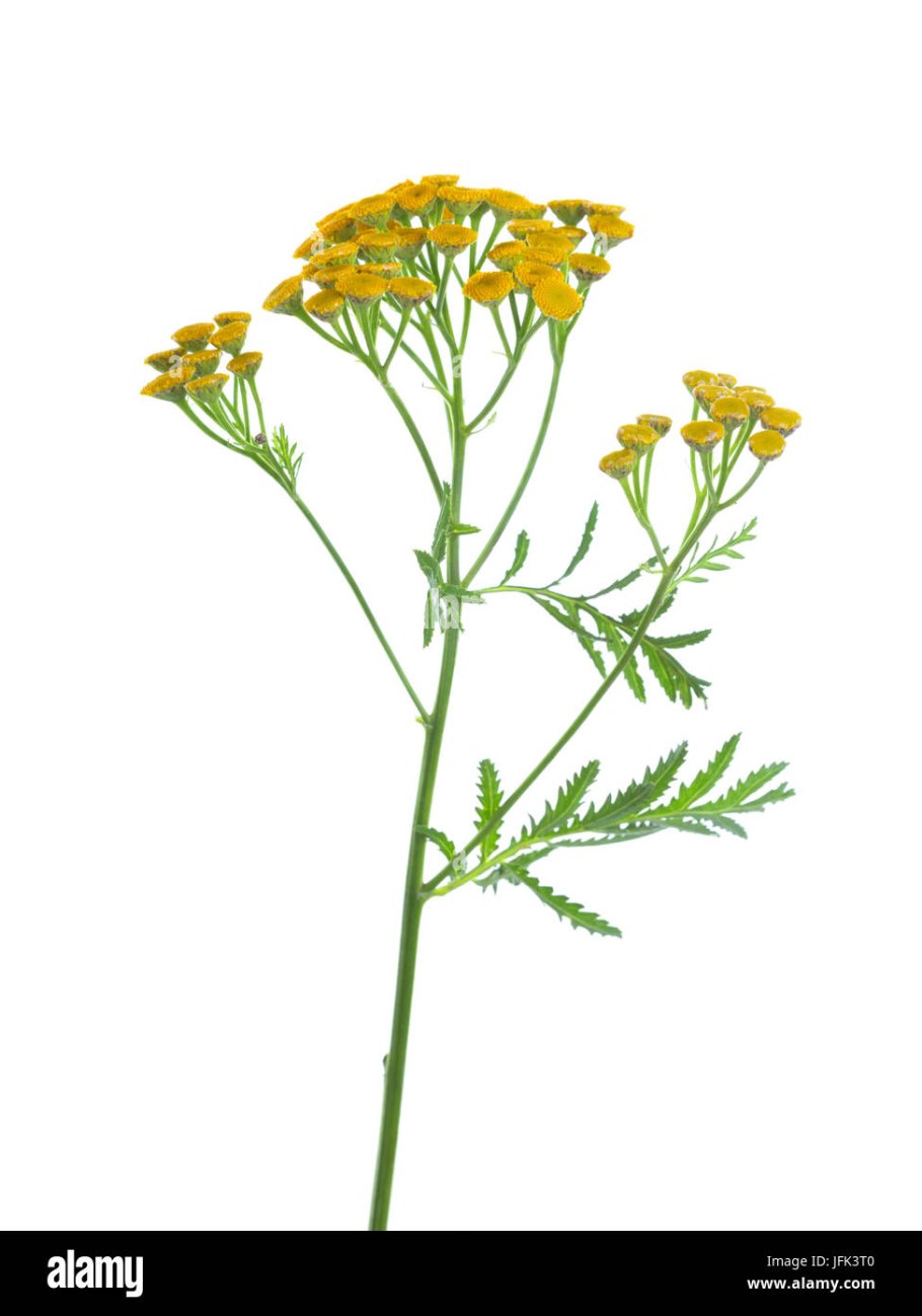 Ткань рисунок пижма