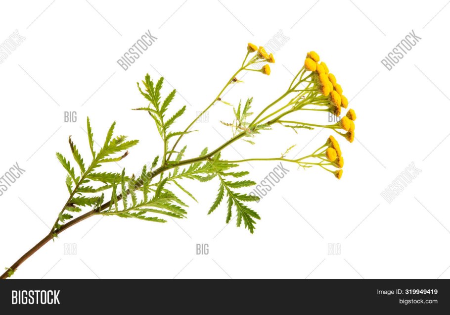 Цветки пижмы на белом фоне