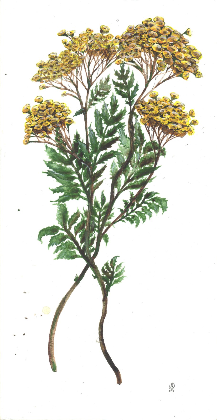 Пижма Фармакогнозия