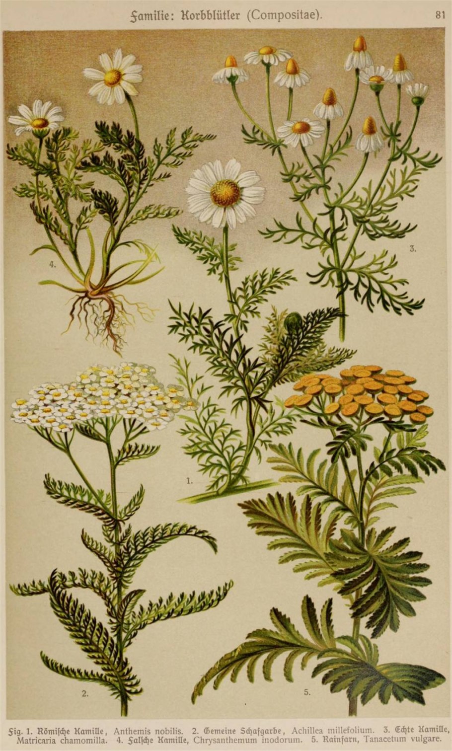 Полевые цветы пижма