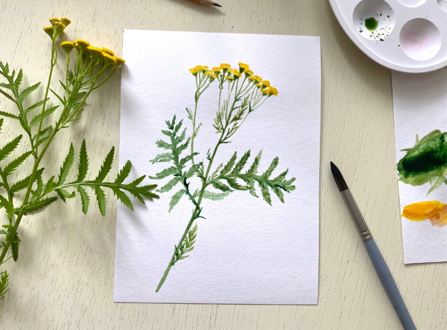 Желтые полевые цветы на белом фоне акварель