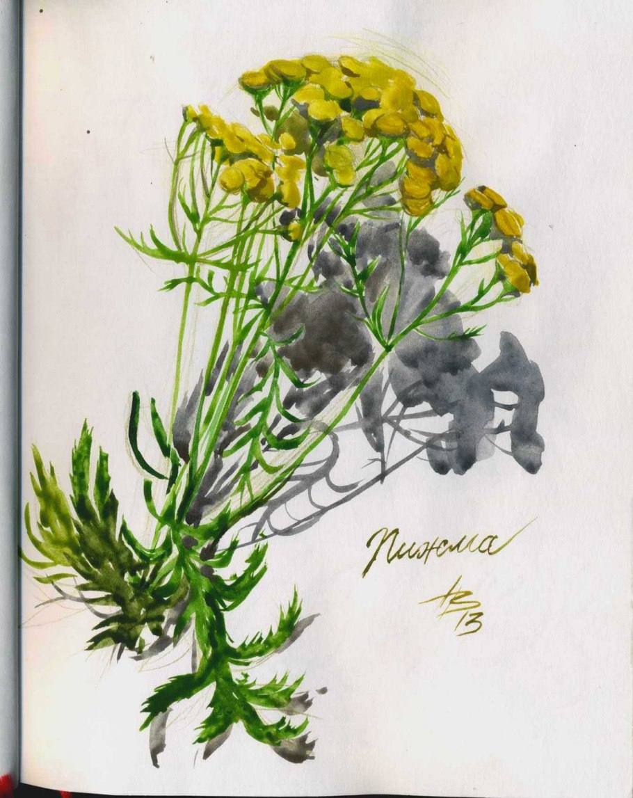 Лекарственные растения пижма обыкновенная