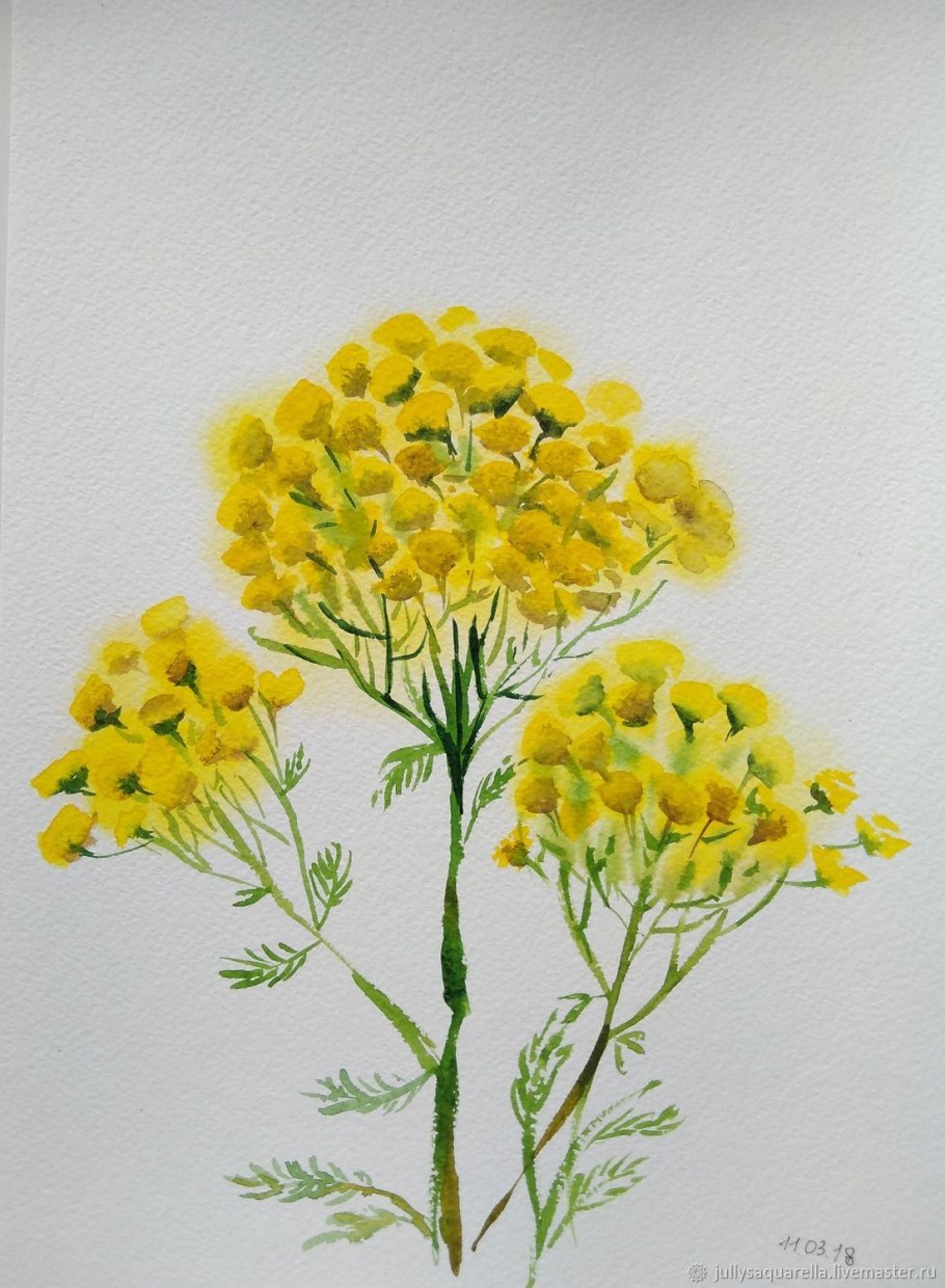 Пижма обыкновенная гербарий