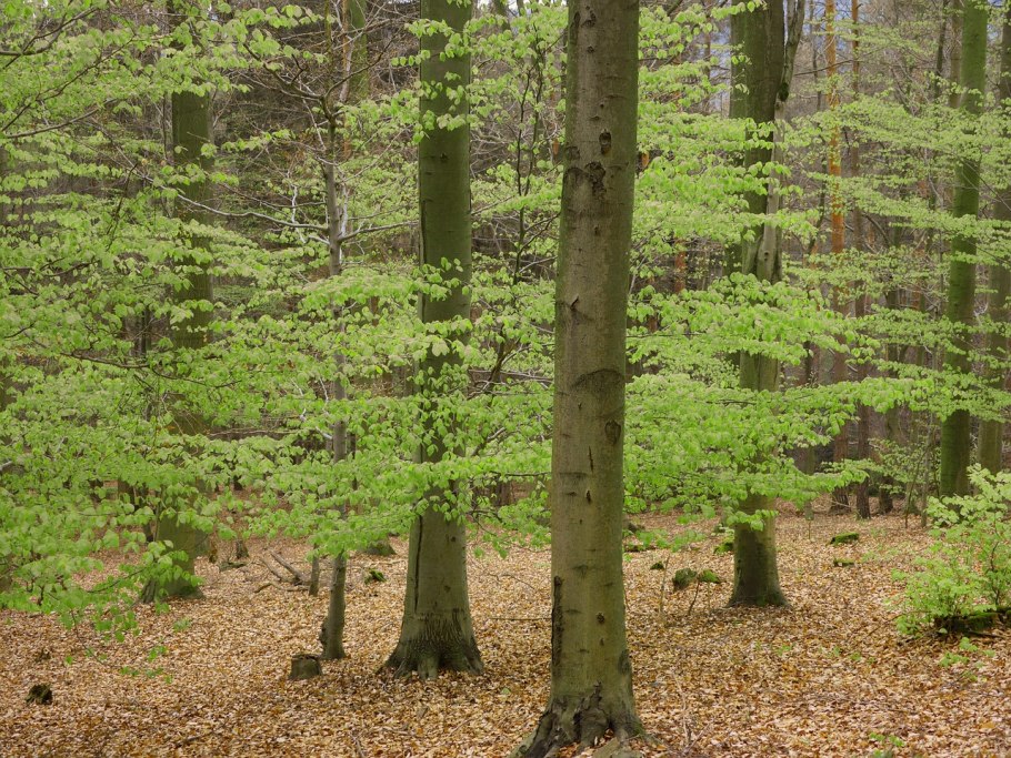 Лиственный лес весной