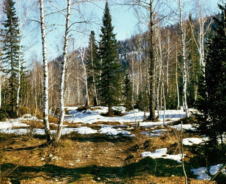 Березовый лес весной