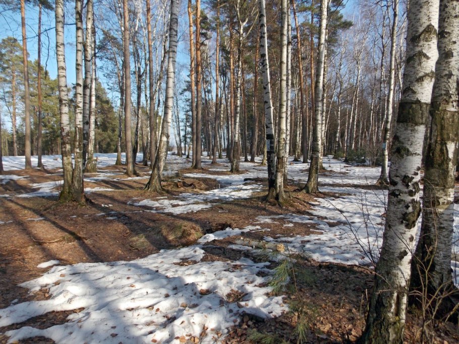 Смешанный лес делянки смешанные