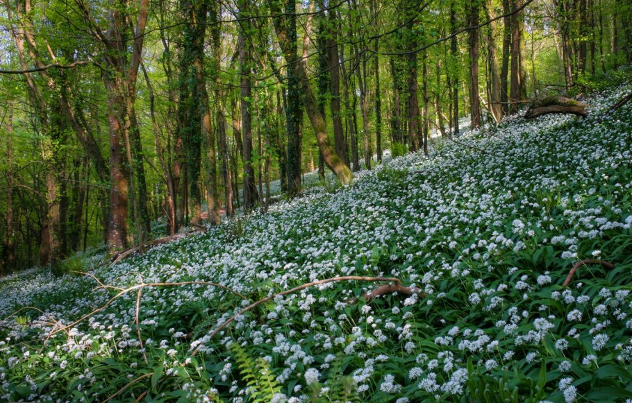Лесные цветы