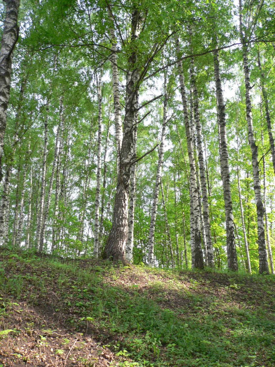 Березовая роща Городище