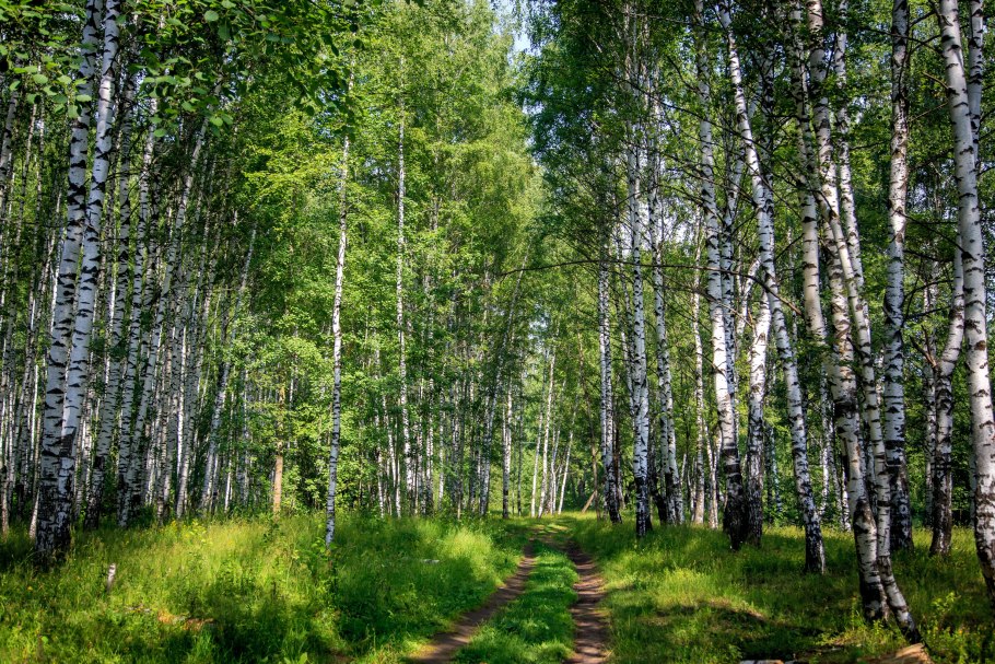 Лесные цветы в апреле