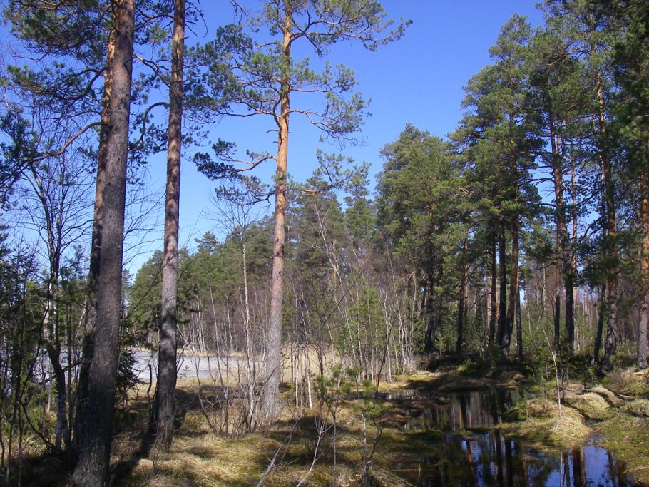 Sverdlovskaya Oblast webcam