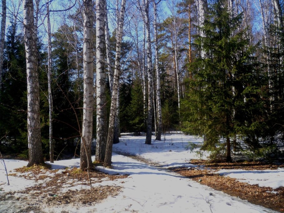 Елово-широколиственные смешанные леса