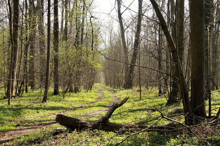 Березовый лес Некрасовка