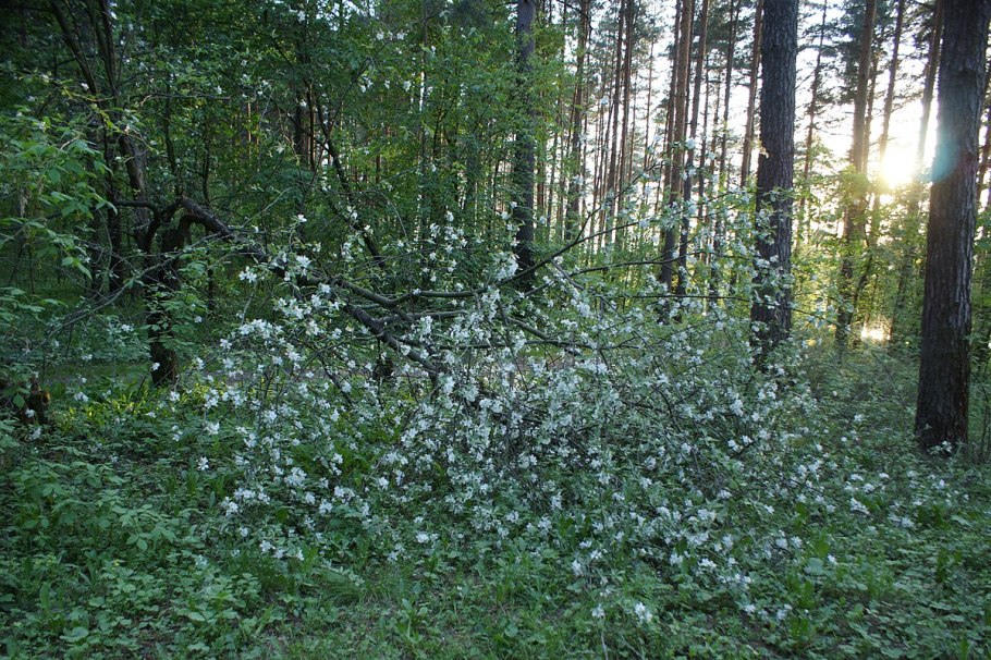 Лиственные деревья