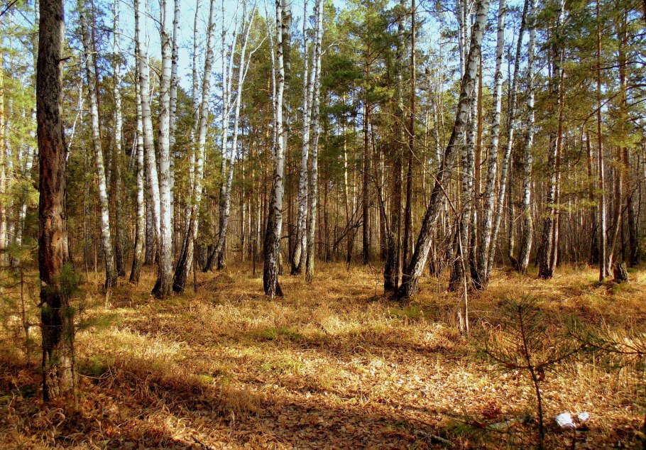 Западно-Сибирский смешанный лес