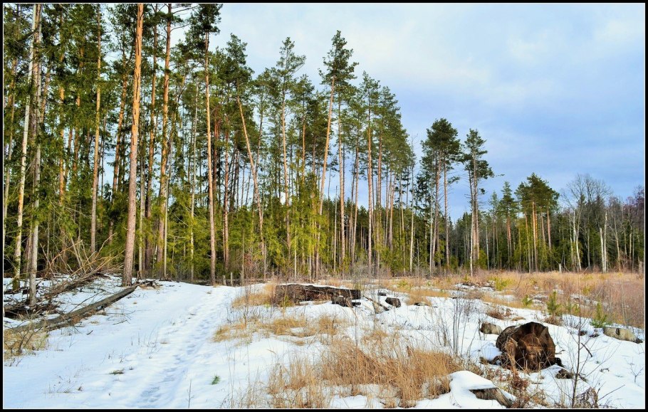 Майский лес Россия