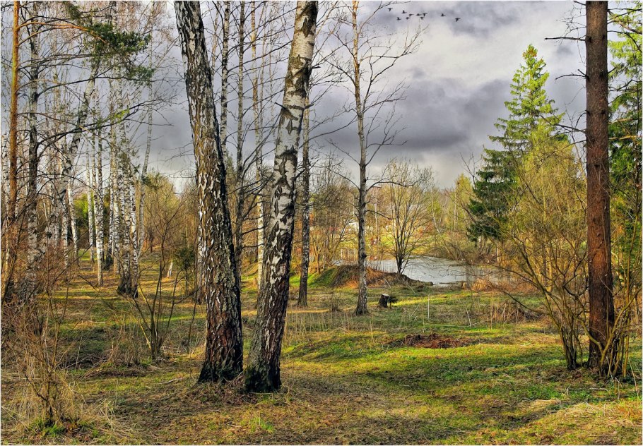 Березовая роща Иркутск