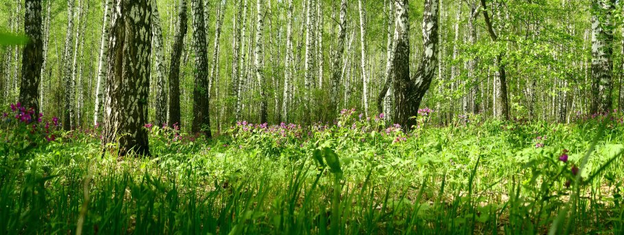 Пролёска Поляна