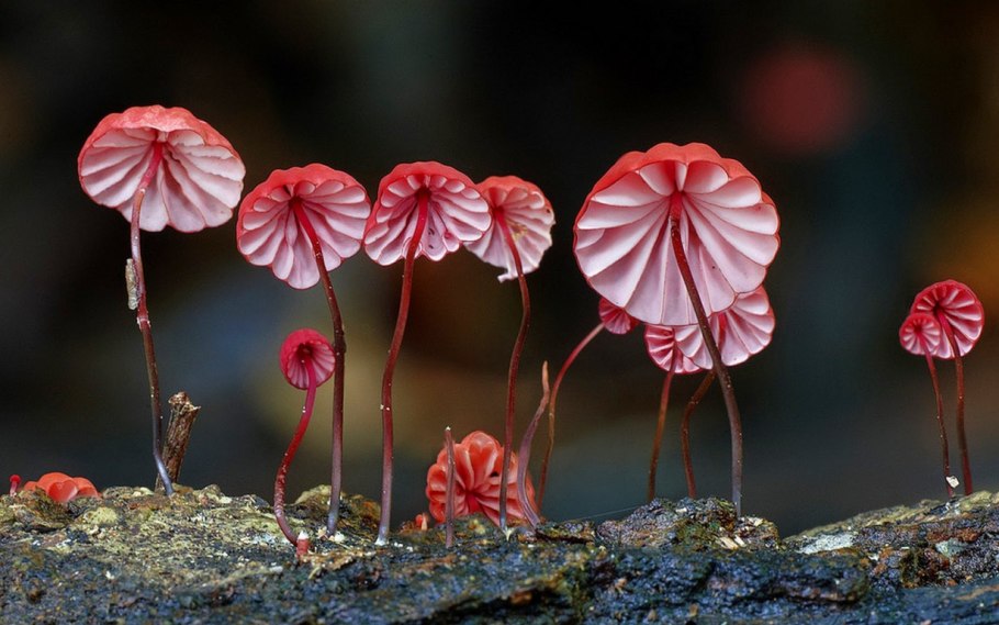 Гриб Marasmius haematocephalus