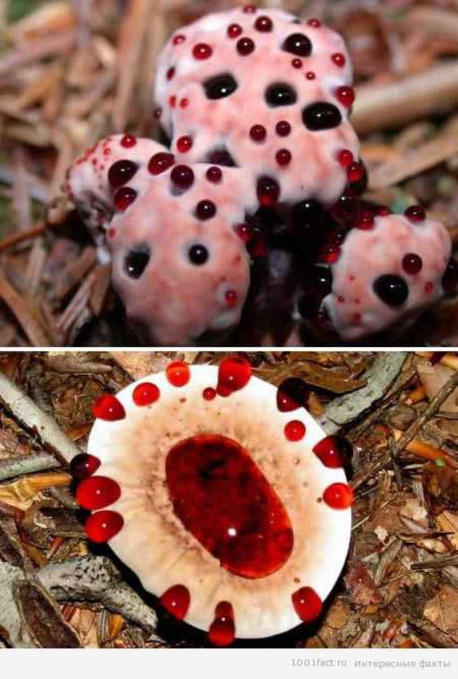 Ежовик кровоточащий / Hydnellum peckii
