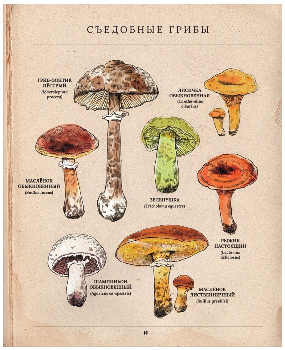 Грибы названия