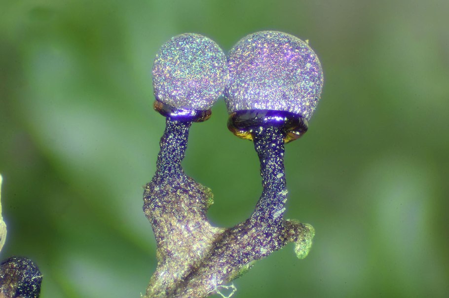 Родотус дланевидный