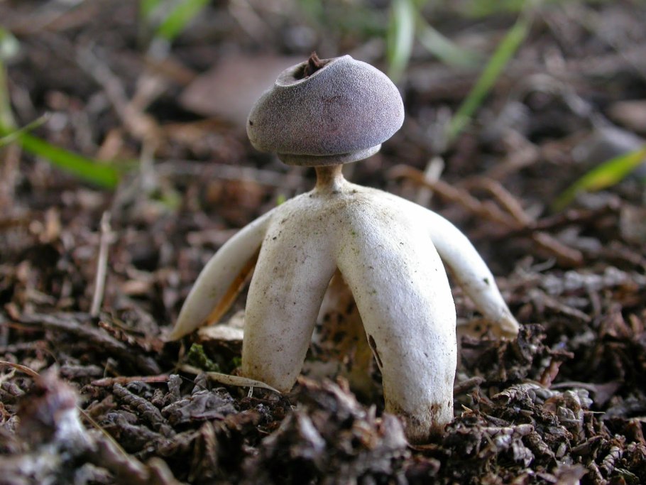 Звездовик четырехлопастный (Geastrum quadrifidum