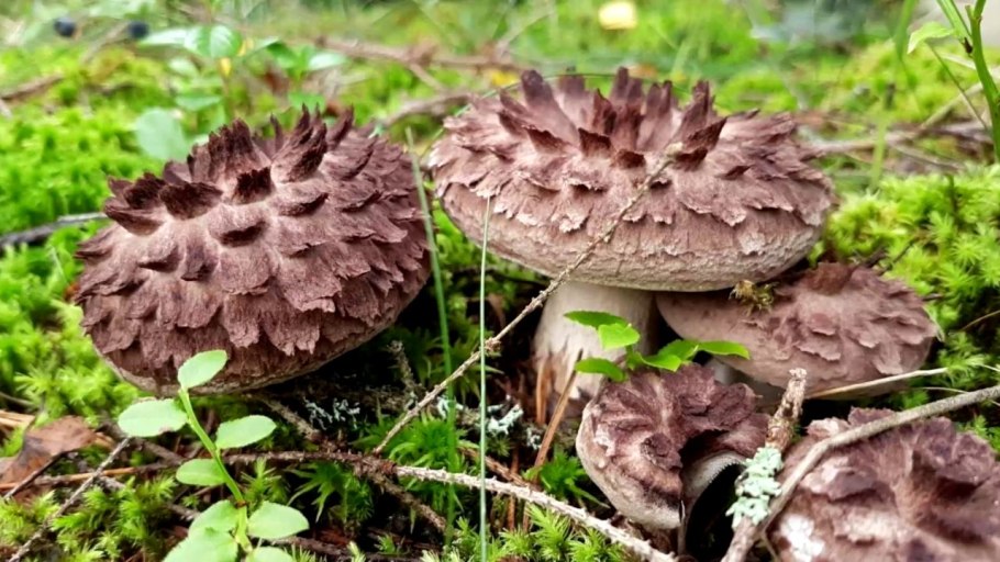 Родотус дланевидный