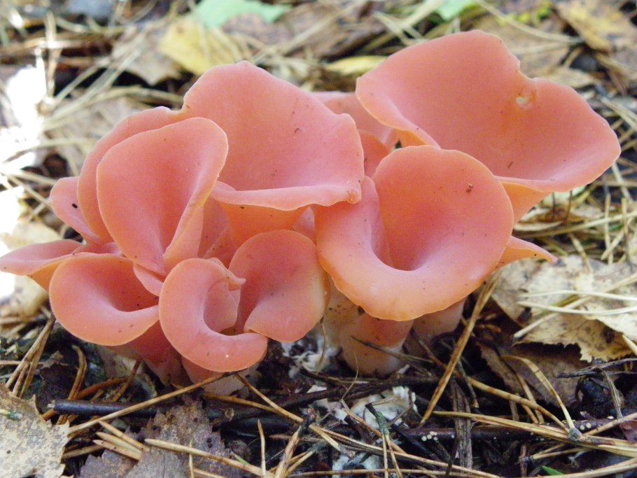 Навозник белый Coprinus comatus