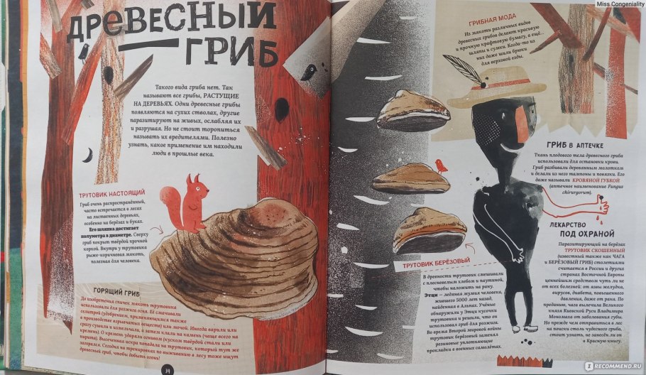 Фабисиньска грибы обложка