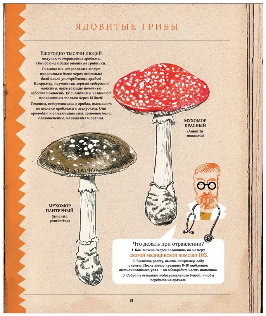 Грибы. Удивительные и малоизвестные факты из жизни грибов